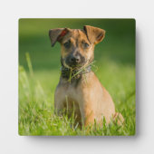 Puppy in de gras fotoplaat (Voorkant)