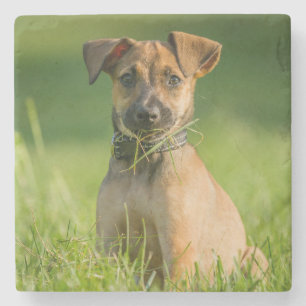 Puppy in de gras stenen onderzetter
