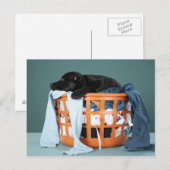 Puppy in de wasmand briefkaart (Voorkant / Achterkant)