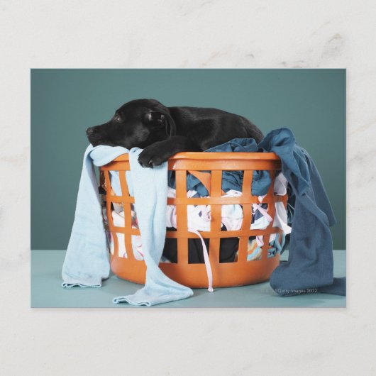 Puppy in de wasmand briefkaart (Voorkant)