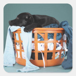 Puppy in de wasmand vierkante sticker