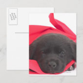 Puppy in deken briefkaart (Voorkant / Achterkant)