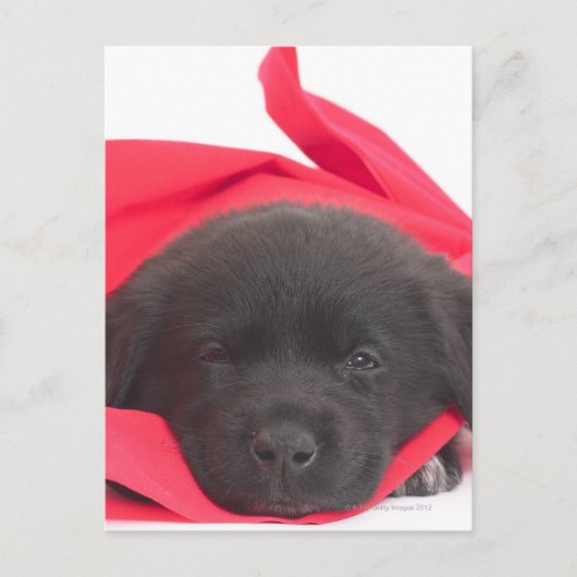 Puppy in deken briefkaart (Voorkant)