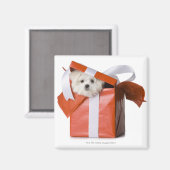 puppy in een doos magneet (Voorkant / Achterkant)