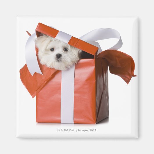 puppy in een doos magneet (Voorkant)