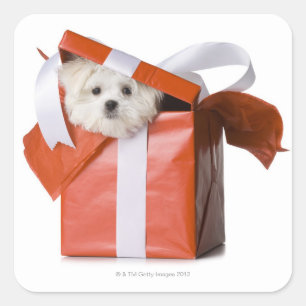 puppy in een doos vierkante sticker