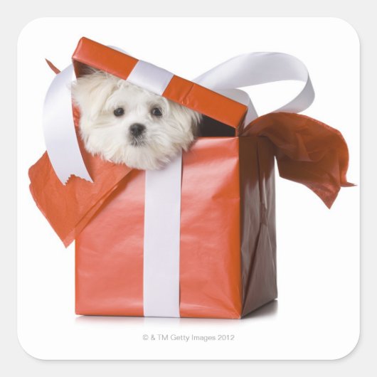 puppy in een doos vierkante sticker (Voorkant)
