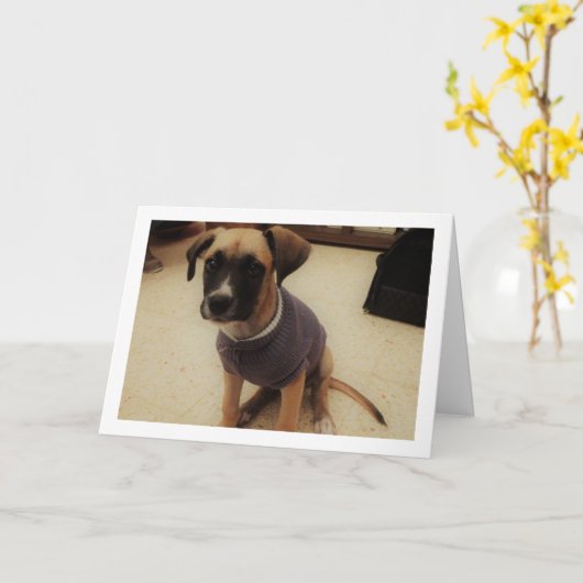 Puppy in een Jumper Kaart (Gele Bloem)
