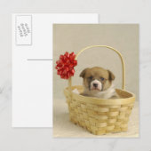Puppy in een mandje briefkaart (Voorkant / Achterkant)