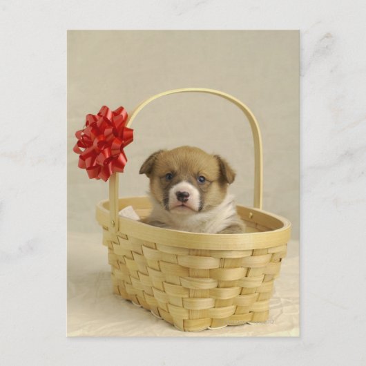 Puppy in een mandje briefkaart (Voorkant)