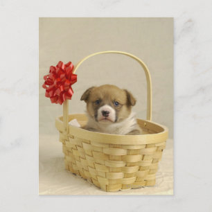 Puppy in een mandje briefkaart