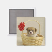 Puppy in een mandje magneet (Voorkant / Achterkant)