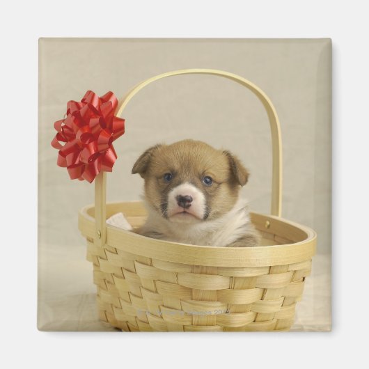 Puppy in een mandje magneet (Voorkant)