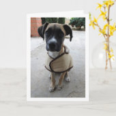 Puppy in Jas Kaart (Gele Bloem)