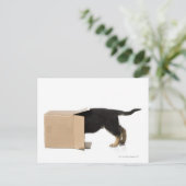 Puppy in kartonnen doos briefkaart (Staand voorkant)