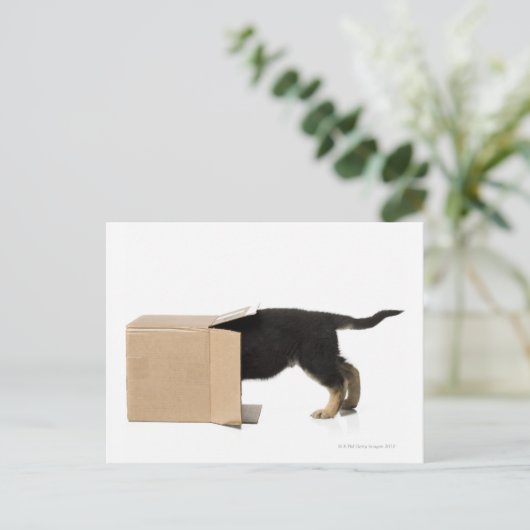 Puppy in kartonnen doos briefkaart (Staand voorkant)