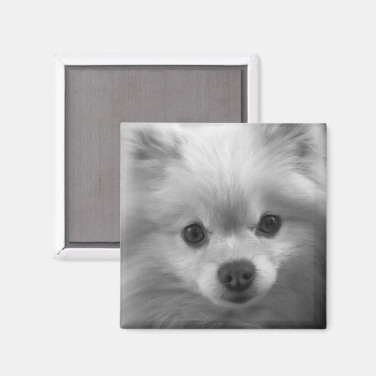 Puppy in Pommeren Magneet (Voorkant / Achterkant)