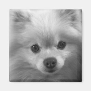 Puppy in Pommeren Magneet