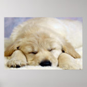 Puppy in slaap poster (Voorkant)