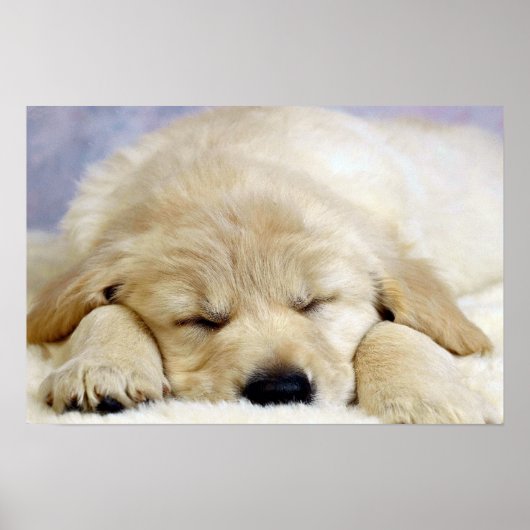 Puppy in slaap poster (Voorkant)