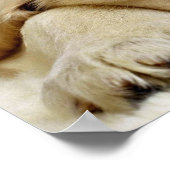 Puppy in slaap poster (Hoek)