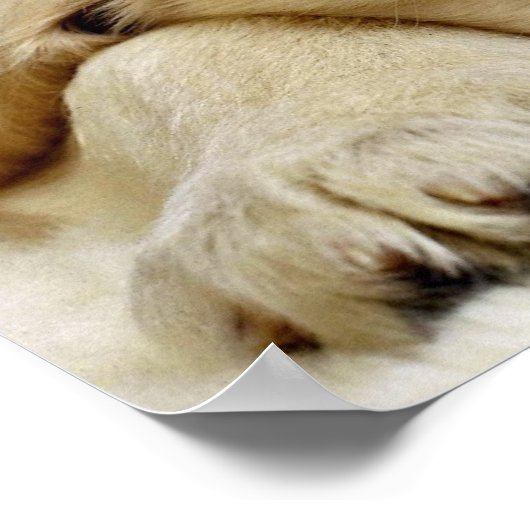 Puppy in slaap poster (Hoek)