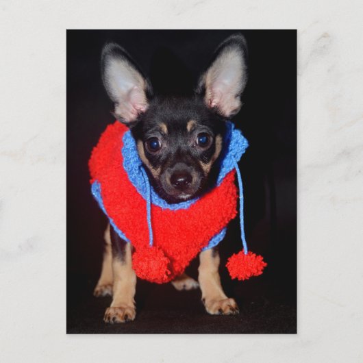 Puppy in wastafel briefkaart (Voorkant)