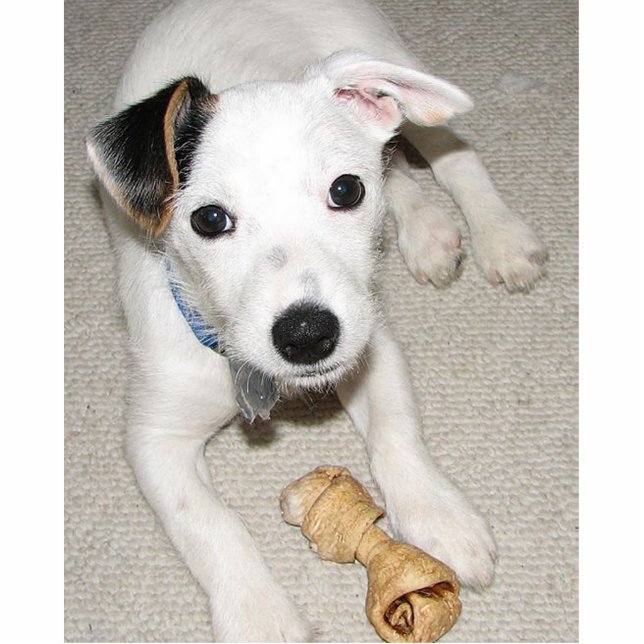 puppy jack russell doodsbang fotobeeldje sleutelhanger (Voorkant)