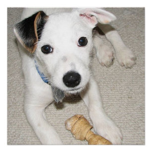 puppy jack russell doodsbang perfect poster