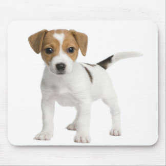 Puppy Jack russell Muismat