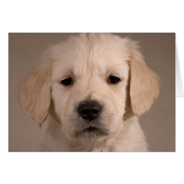 Puppy. Kaart op cARTerART (Voorkant Horizontaal)