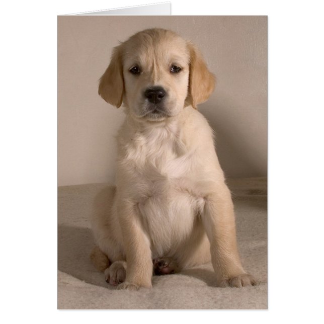 Puppy. Kaart op cARTerART (Voorkant)