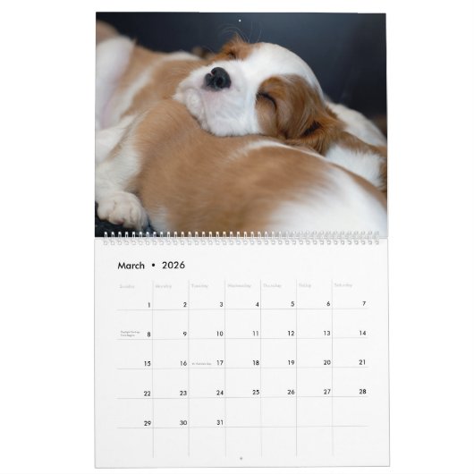 Puppy-kalender Kalender (Mar 2026)