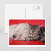 Puppy & Kitten Briefkaart (Voorkant / Achterkant)