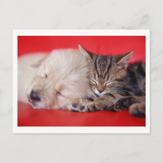 Puppy & Kitten Briefkaart