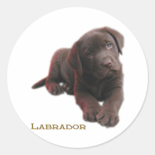 Puppy Lab Ronde Sticker