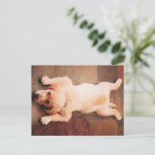 Puppy Laying Funny Briefkaart (Staand voorkant)