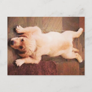 Puppy Laying Funny Briefkaart