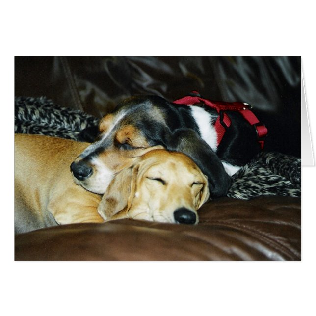 Puppy Love (Voorkant Horizontaal)