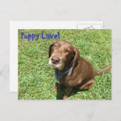 Puppy Love. Briefkaart (Voorkant / Achterkant)