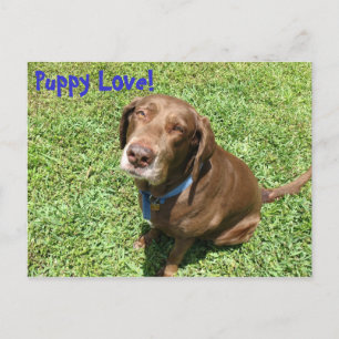 Puppy Love. Briefkaart