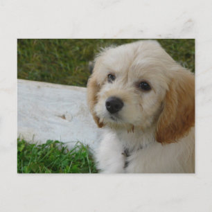 Puppy Love - Cute MaltiPoo Dog Foto Briefkaart