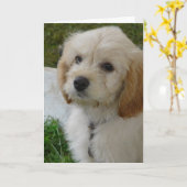 Puppy Love - Cute MaltiPoo Dog Foto Kaart (Gele Bloem)