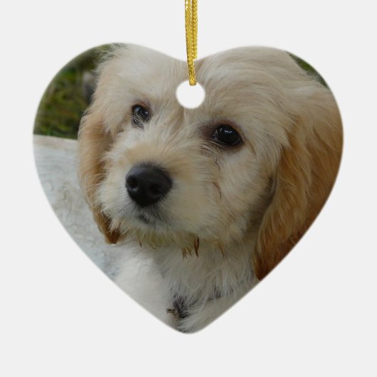 Puppy Love - Cute MaltiPoo Dog Foto Keramisch Ornament (Voorkant)