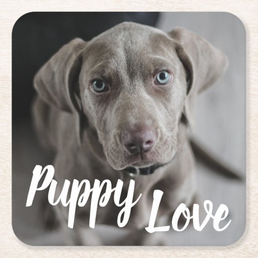 Puppy Love Cute Weimaraner Dog Kartonnen Onderzetters (Voorkant)