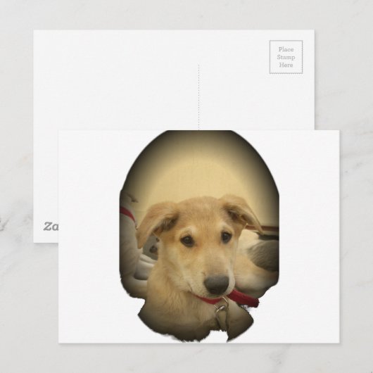 Puppy Love: Man's beste vriend Briefkaart (Voorkant / Achterkant)