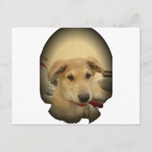 Puppy Love: Man's beste vriend Briefkaart