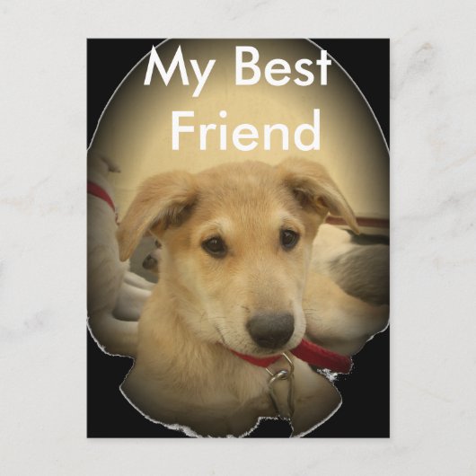 Puppy Love: Man's beste vriend Briefkaart (Voorkant)