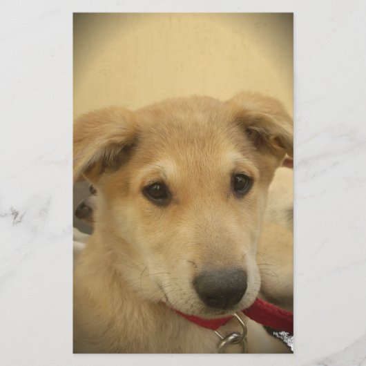 Puppy Love: Man's beste vriend Briefpapier (Voorkant)