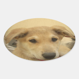Puppy Love: Man's beste vriend Ovale Sticker